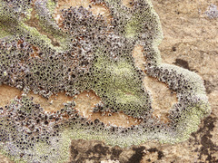Lecanora argopholis
