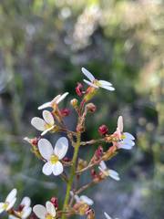 Stylidium piliferum