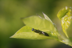 Odontomantis planiceps
