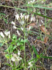 Allium drummondii