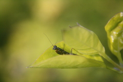 Odontomantis planiceps