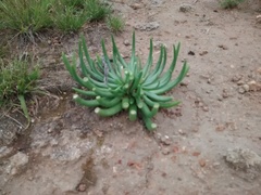 Phemeranthus palmeri