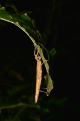 Canachus