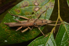 Canachus