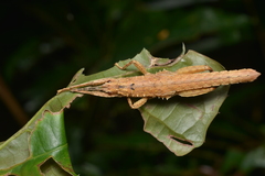 Canachus