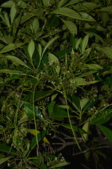 Alstonia