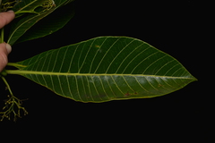 Alstonia