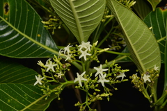 Alstonia