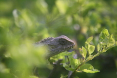 Calotes versicolor