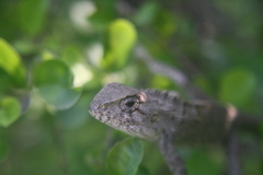 Calotes versicolor