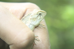 Calotes versicolor