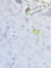 Staurastrum brachiatum