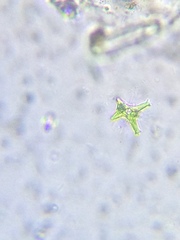 Staurastrum brachiatum