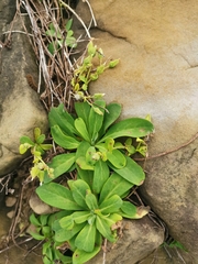 Crepidiastrum lanceolatum