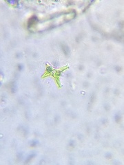 Staurastrum brachiatum