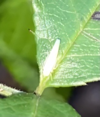 Cicadellidae