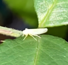 Cicadellidae
