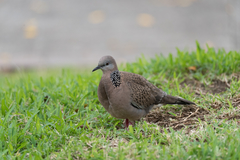 Streptopelia chinensis