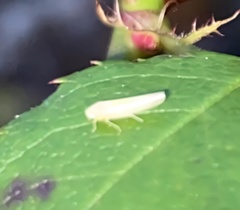 Cicadellidae