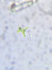 Staurastrum brachiatum