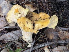 Cantharellus cascadensis