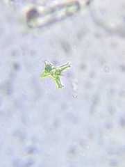 Staurastrum brachiatum