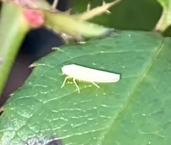 Cicadellidae