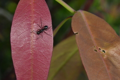 Polyrhachis rastellata