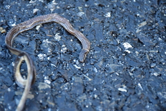 Calamaria pavimentata