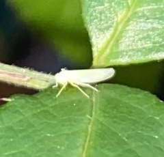 Cicadellidae