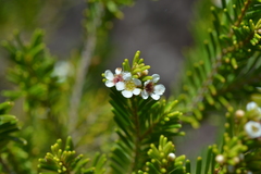 Sannantha leratii