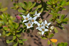 Boronia pancheri