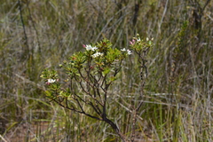 Boronia pancheri