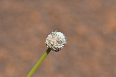 Eriocaulon neocaledonicum