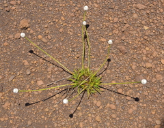 Eriocaulon neocaledonicum