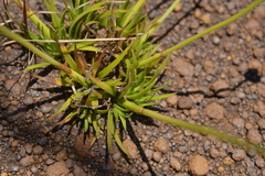 Eriocaulon neocaledonicum