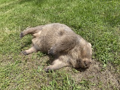 Vombatus ursinus hirsutus