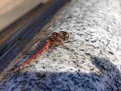 Sympetrum frequens