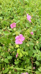 Pavonia lasiopetala