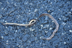 Calamaria pavimentata