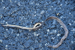 Calamaria pavimentata