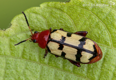Disonycha angulata