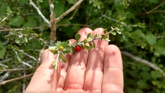 Schaefferia cuneifolia