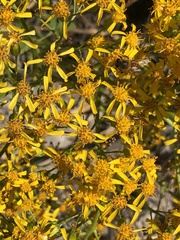 Roldana heracleifolia