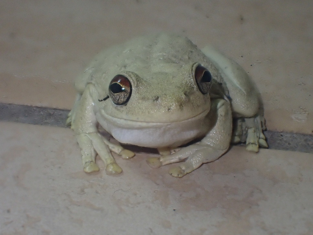 Pengilleyia rothii