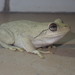 Western Laughing Tree Frog - Photo (c) greg n, some rights reserved (CC BY-NC), uploaded by greg n
