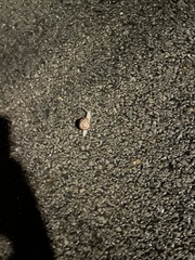 Zonitoidea