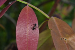 Polyrhachis rastellata