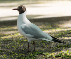 Chroicocephalus ridibundus