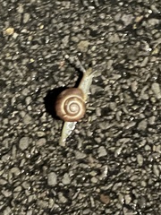 Zonitoidea